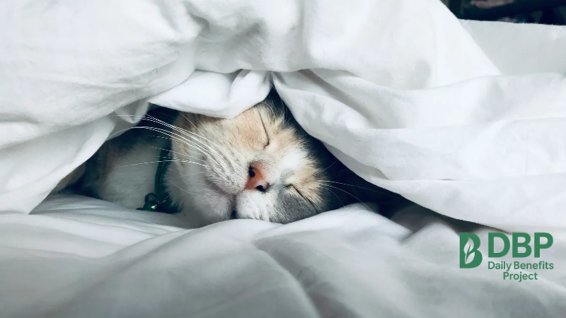 cat peacefully sleeping under blanket after eating sleep-friendly foods